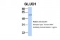 GLUD1 antibody - N-terminal region